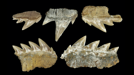 Hexanchid Sharks